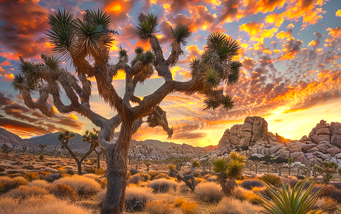 Joshua Tree National Park landscape