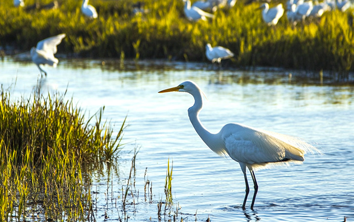 Bolsa Chica Ecological Reserve wildlife