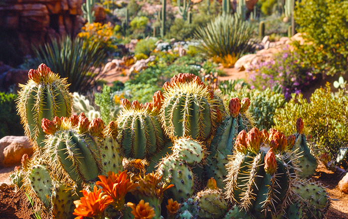 Cars Land attractions and restaurants